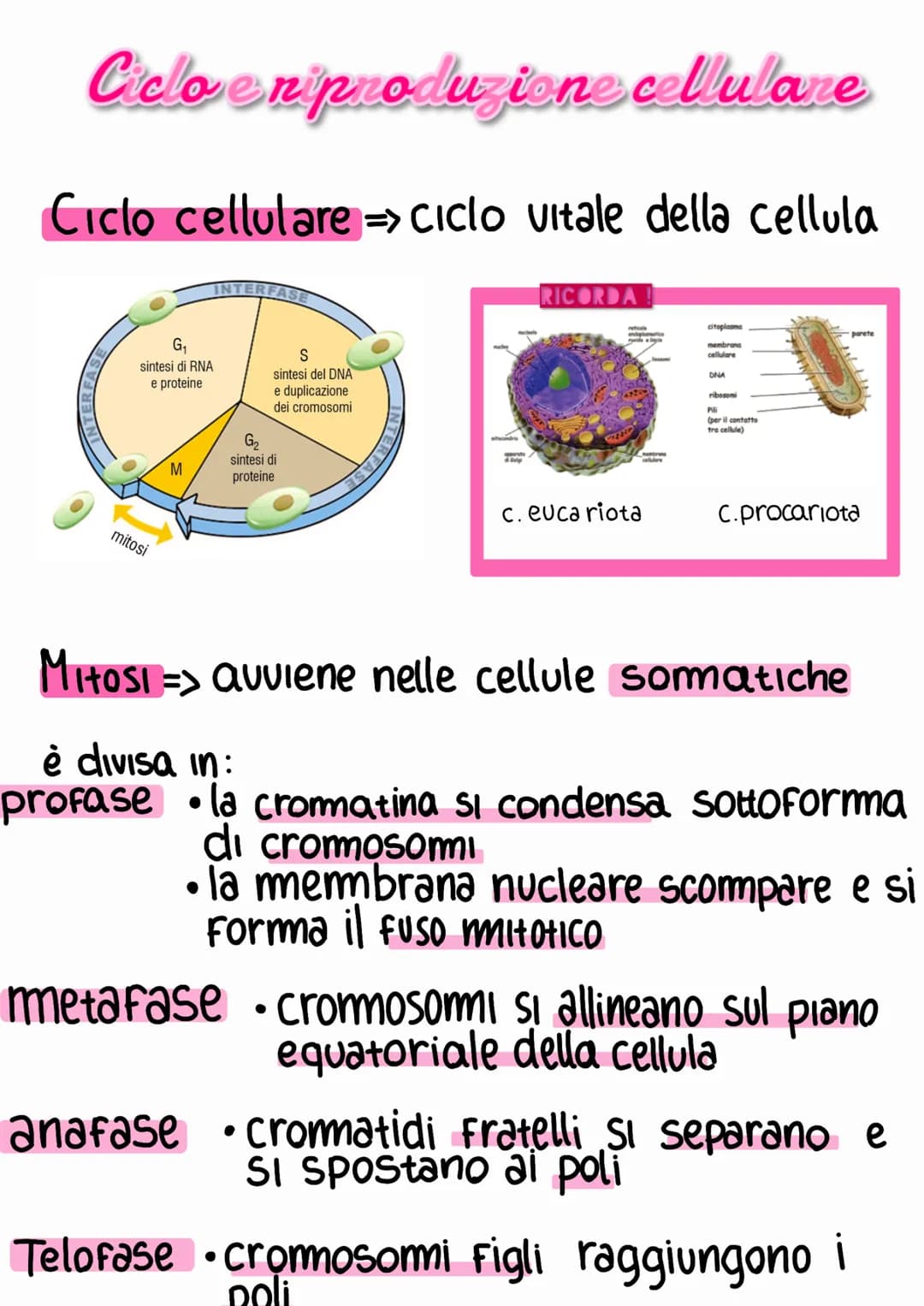 Ciclo e riproduzione cellulare
Ciclo cellulare => Ciclo vitale della cellula
G₁
sintesi di RNA
e proteine
mitosi
M
INTERFASE
S
sintesi del D