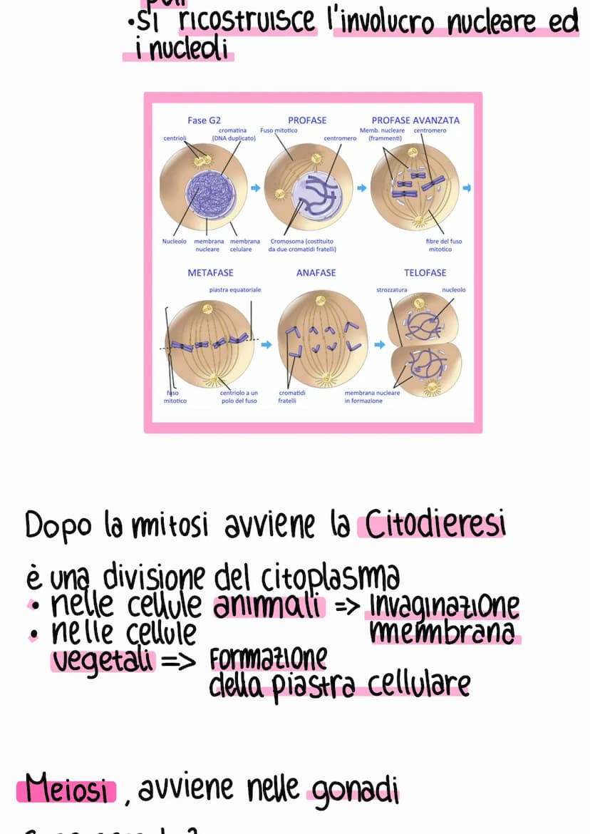 Ciclo e riproduzione cellulare
Ciclo cellulare => Ciclo vitale della cellula
G₁
sintesi di RNA
e proteine
mitosi
M
INTERFASE
S
sintesi del D
