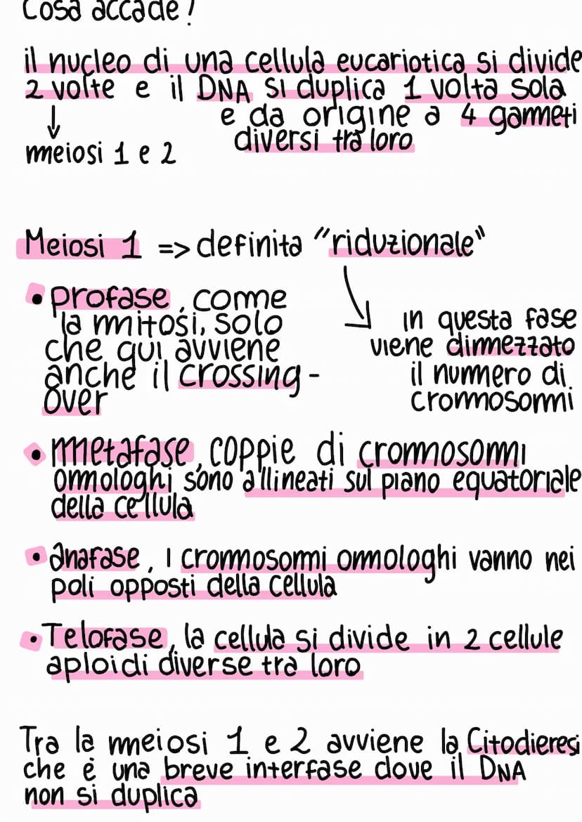 Ciclo e riproduzione cellulare
Ciclo cellulare => Ciclo vitale della cellula
G₁
sintesi di RNA
e proteine
mitosi
M
INTERFASE
S
sintesi del D