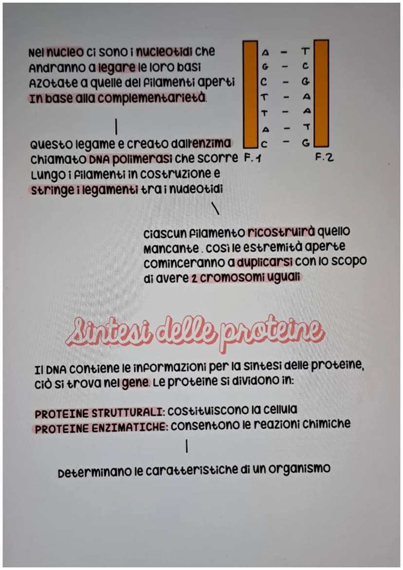1 dl 8
el Dna
ogni organismo possiede all'interno del nucleo il DNA (acido
desossiribonucleico) che contiene il patrimonio ereditario
di un 