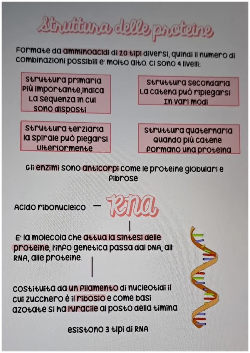 1 dl 8
el Dna
ogni organismo possiede all'interno del nucleo il DNA (acido
desossiribonucleico) che contiene il patrimonio ereditario
di un 