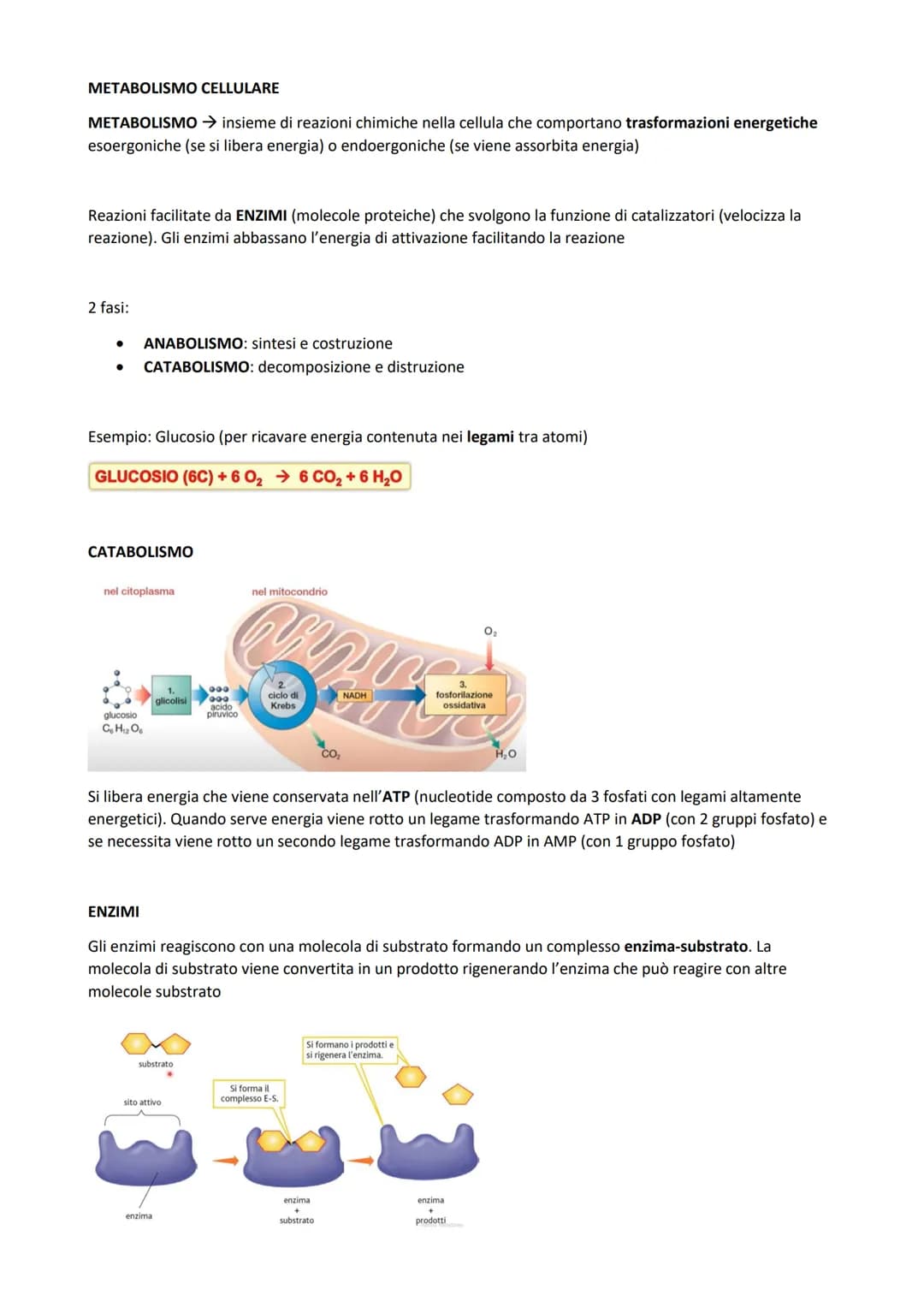 
<p>Il metabolismo all'interno della cellula è costituito dall'insieme di reazioni chimiche che comportano trasformazioni energetiche, che p