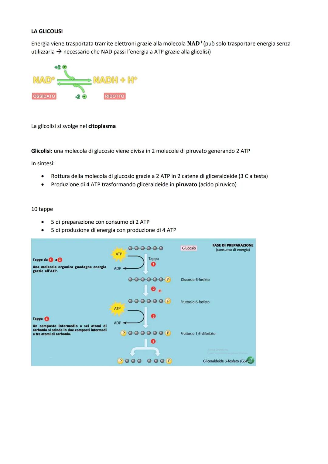 
<p>Il metabolismo all'interno della cellula è costituito dall'insieme di reazioni chimiche che comportano trasformazioni energetiche, che p