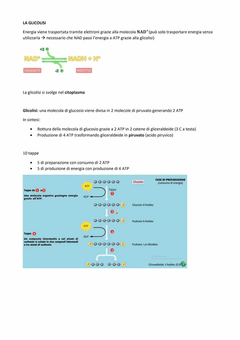 
<p>Il metabolismo all'interno della cellula è costituito dall'insieme di reazioni chimiche che comportano trasformazioni energetiche, che p