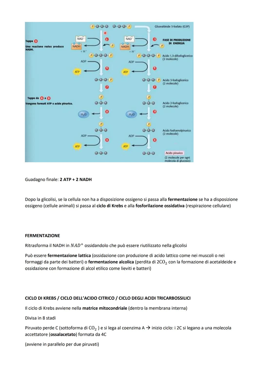 
<p>Il metabolismo all'interno della cellula è costituito dall'insieme di reazioni chimiche che comportano trasformazioni energetiche, che p