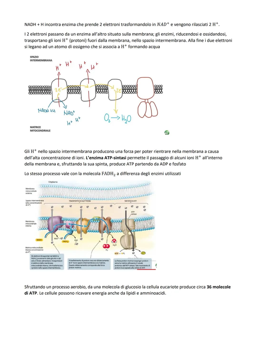 
<p>Il metabolismo all'interno della cellula è costituito dall'insieme di reazioni chimiche che comportano trasformazioni energetiche, che p