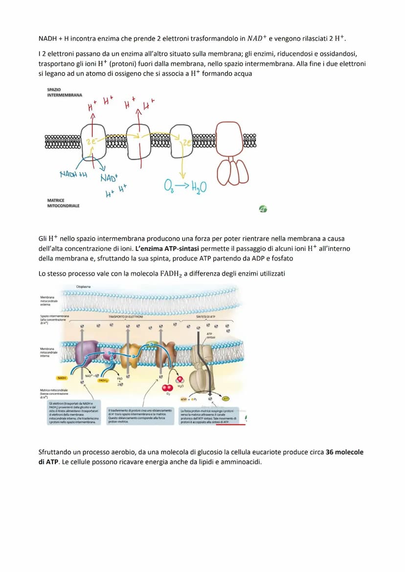 
<p>Il metabolismo all'interno della cellula è costituito dall'insieme di reazioni chimiche che comportano trasformazioni energetiche, che p