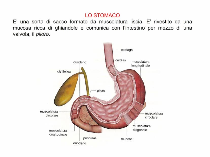 APPARATO
DIGERENTE L'APPARATO DIGERENTE provvede ad assumere tutte le sostanze
nutritive di cui l'organismo ha bisogno. Da esso verranno tra