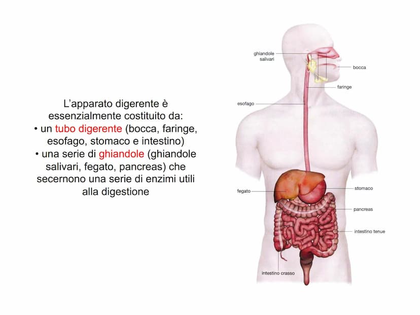 APPARATO
DIGERENTE L'APPARATO DIGERENTE provvede ad assumere tutte le sostanze
nutritive di cui l'organismo ha bisogno. Da esso verranno tra
