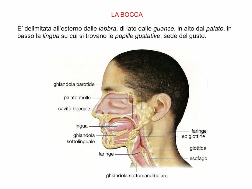 APPARATO
DIGERENTE L'APPARATO DIGERENTE provvede ad assumere tutte le sostanze
nutritive di cui l'organismo ha bisogno. Da esso verranno tra