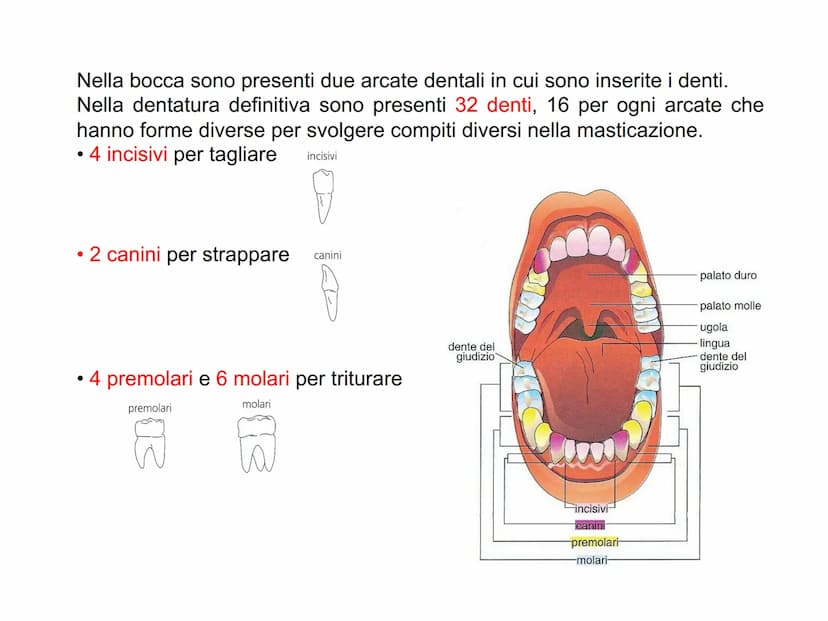 APPARATO
DIGERENTE L'APPARATO DIGERENTE provvede ad assumere tutte le sostanze
nutritive di cui l'organismo ha bisogno. Da esso verranno tra