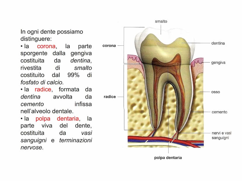 APPARATO
DIGERENTE L'APPARATO DIGERENTE provvede ad assumere tutte le sostanze
nutritive di cui l'organismo ha bisogno. Da esso verranno tra