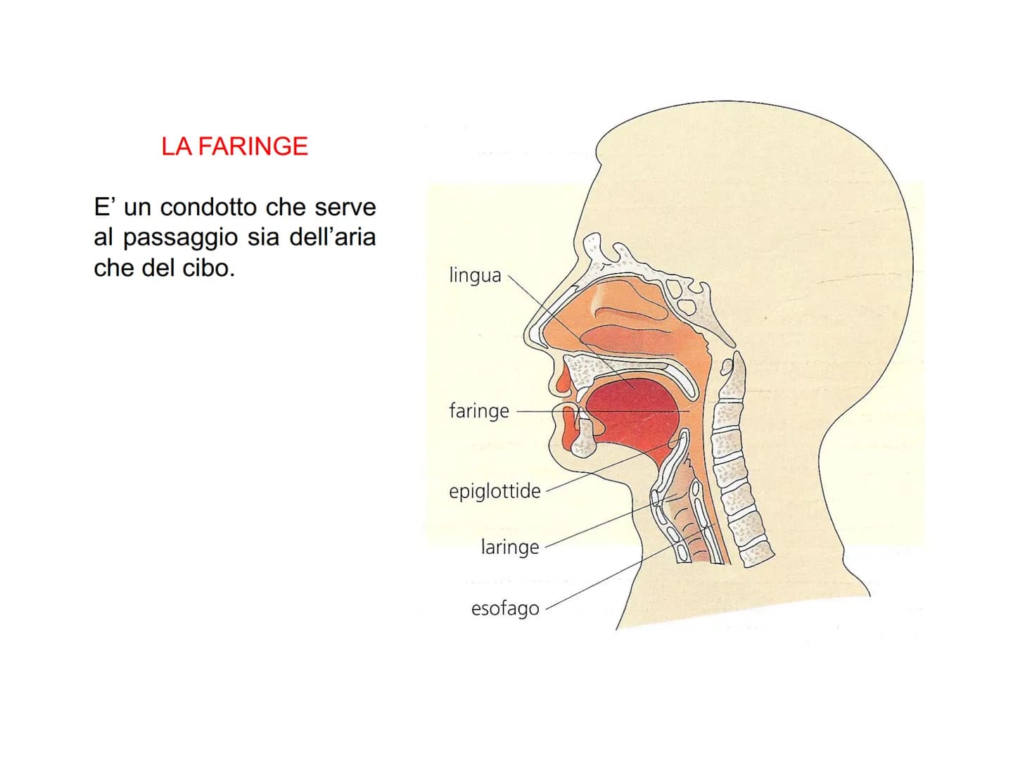 APPARATO
DIGERENTE L'APPARATO DIGERENTE provvede ad assumere tutte le sostanze
nutritive di cui l'organismo ha bisogno. Da esso verranno tra