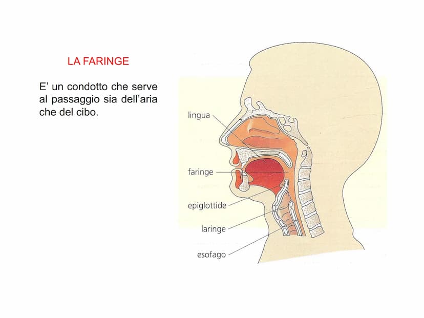 APPARATO
DIGERENTE L'APPARATO DIGERENTE provvede ad assumere tutte le sostanze
nutritive di cui l'organismo ha bisogno. Da esso verranno tra