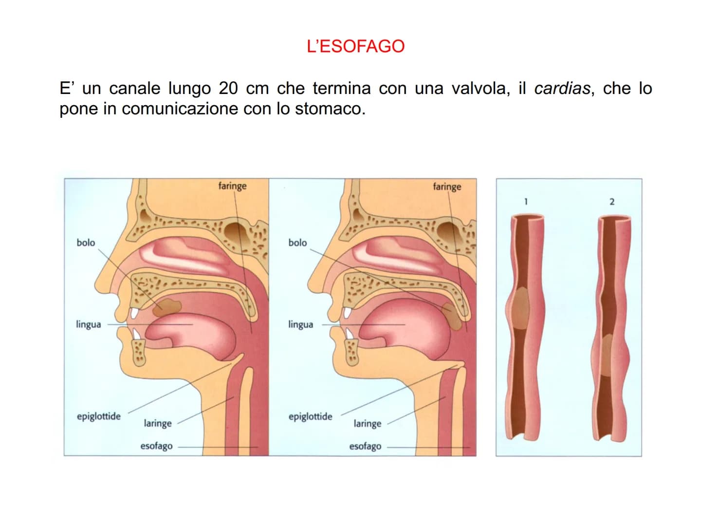 APPARATO
DIGERENTE L'APPARATO DIGERENTE provvede ad assumere tutte le sostanze
nutritive di cui l'organismo ha bisogno. Da esso verranno tra