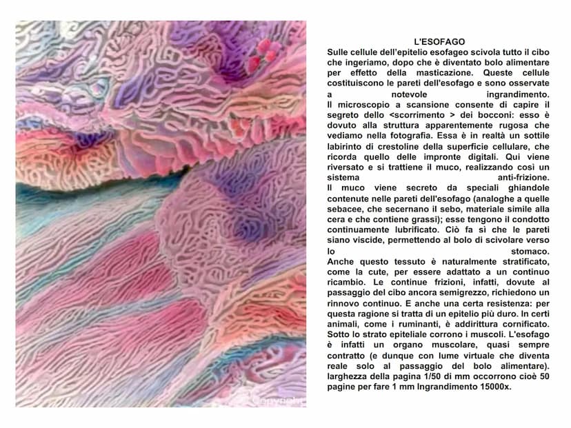 APPARATO
DIGERENTE L'APPARATO DIGERENTE provvede ad assumere tutte le sostanze
nutritive di cui l'organismo ha bisogno. Da esso verranno tra