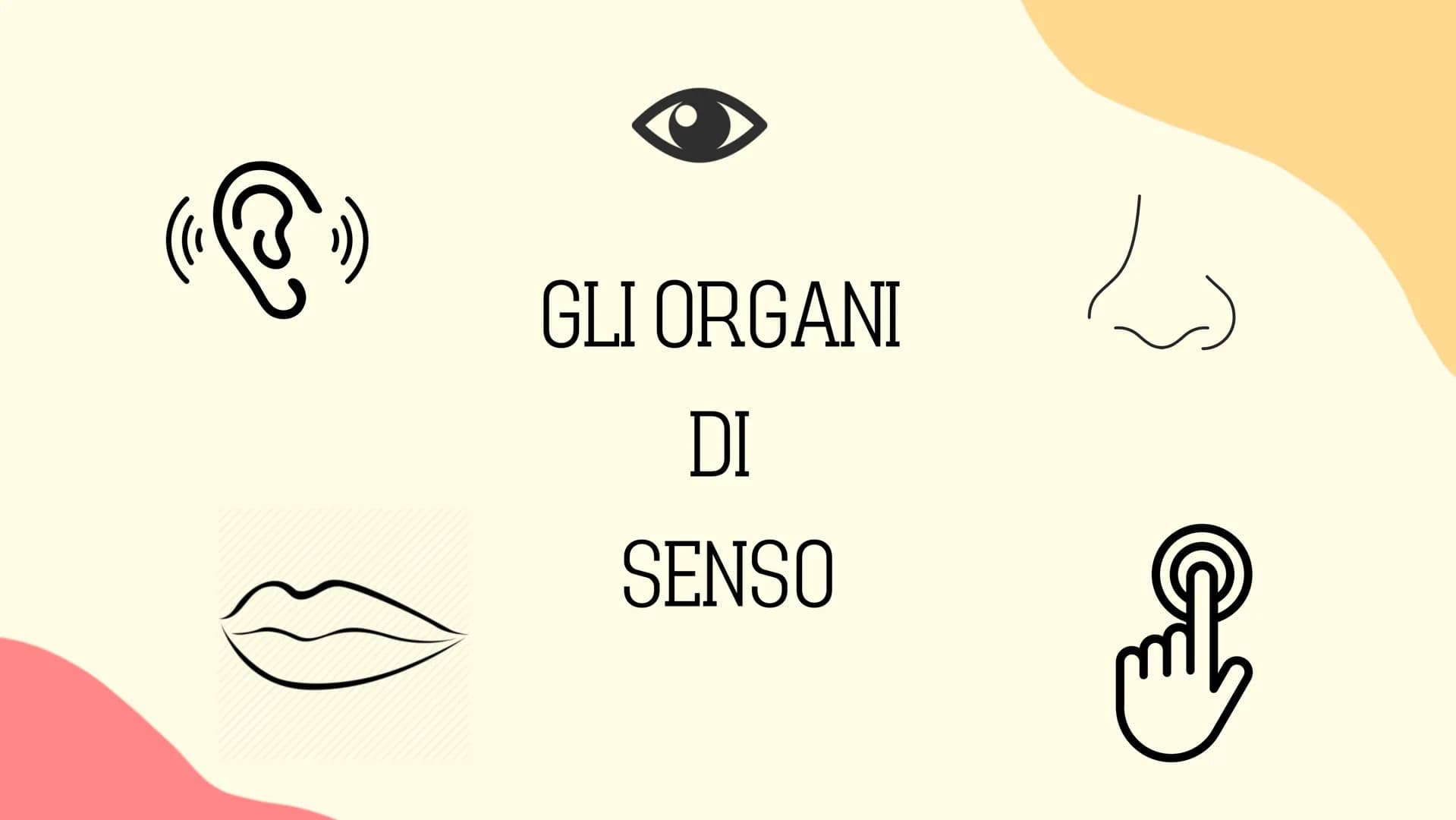 Ⓡ
GLI ORGANI
DI
SENSO
元 VISTA
OLFATTO
INDICE
INTRODUZIONE
GUSTO
L'UDITO
TATTO RECETTORI E ORGANI DI SENSO
Il nostro corpo è dotato di cellul