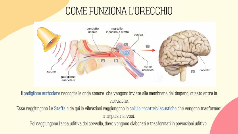 Ⓡ
GLI ORGANI
DI
SENSO
元 VISTA
OLFATTO
INDICE
INTRODUZIONE
GUSTO
L'UDITO
TATTO RECETTORI E ORGANI DI SENSO
Il nostro corpo è dotato di cellul