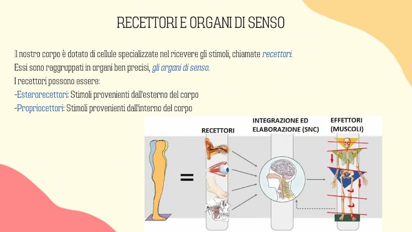 Ⓡ
GLI ORGANI
DI
SENSO
元 VISTA
OLFATTO
INDICE
INTRODUZIONE
GUSTO
L'UDITO
TATTO RECETTORI E ORGANI DI SENSO
Il nostro corpo è dotato di cellul
