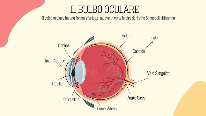 Ⓡ
GLI ORGANI
DI
SENSO
元 VISTA
OLFATTO
INDICE
INTRODUZIONE
GUSTO
L'UDITO
TATTO RECETTORI E ORGANI DI SENSO
Il nostro corpo è dotato di cellul