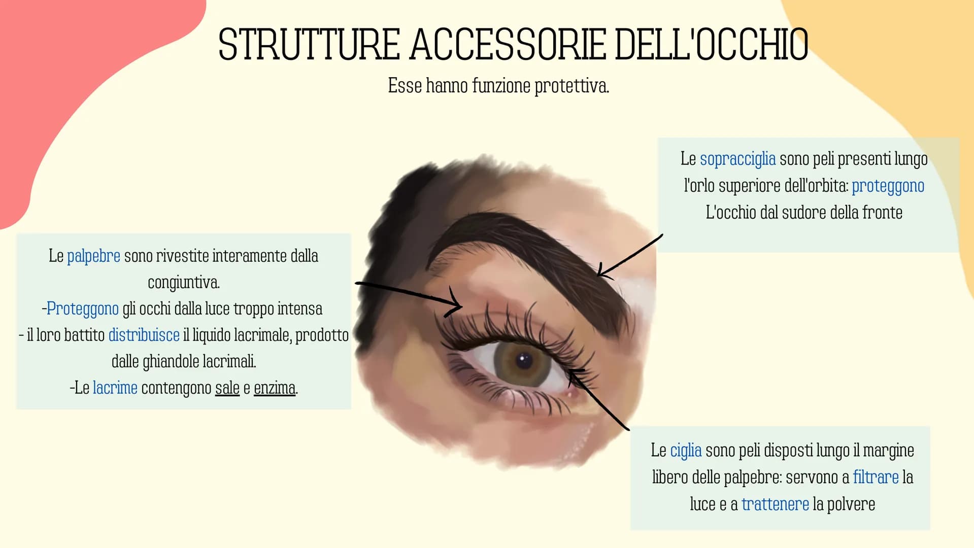 Ⓡ
GLI ORGANI
DI
SENSO
元 VISTA
OLFATTO
INDICE
INTRODUZIONE
GUSTO
L'UDITO
TATTO RECETTORI E ORGANI DI SENSO
Il nostro corpo è dotato di cellul