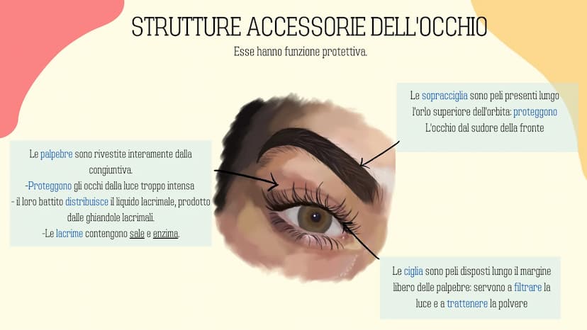 Ⓡ
GLI ORGANI
DI
SENSO
元 VISTA
OLFATTO
INDICE
INTRODUZIONE
GUSTO
L'UDITO
TATTO RECETTORI E ORGANI DI SENSO
Il nostro corpo è dotato di cellul