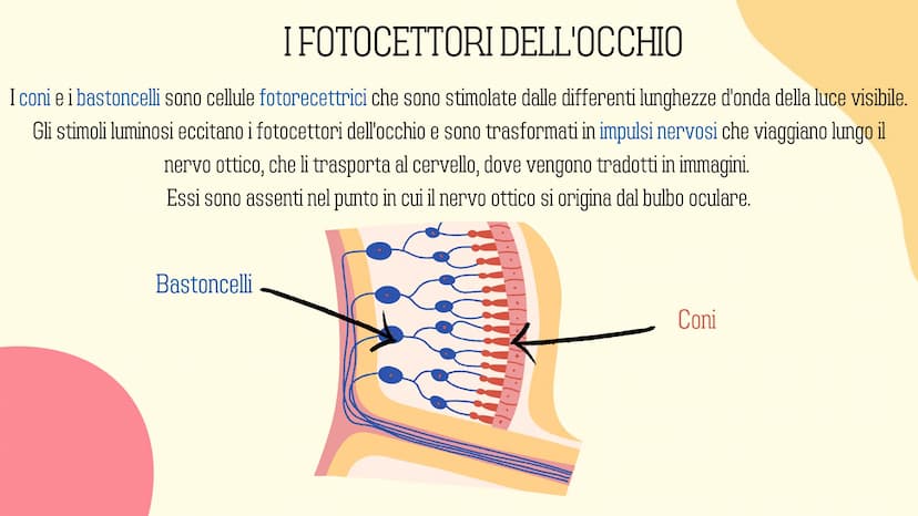 Ⓡ
GLI ORGANI
DI
SENSO
元 VISTA
OLFATTO
INDICE
INTRODUZIONE
GUSTO
L'UDITO
TATTO RECETTORI E ORGANI DI SENSO
Il nostro corpo è dotato di cellul