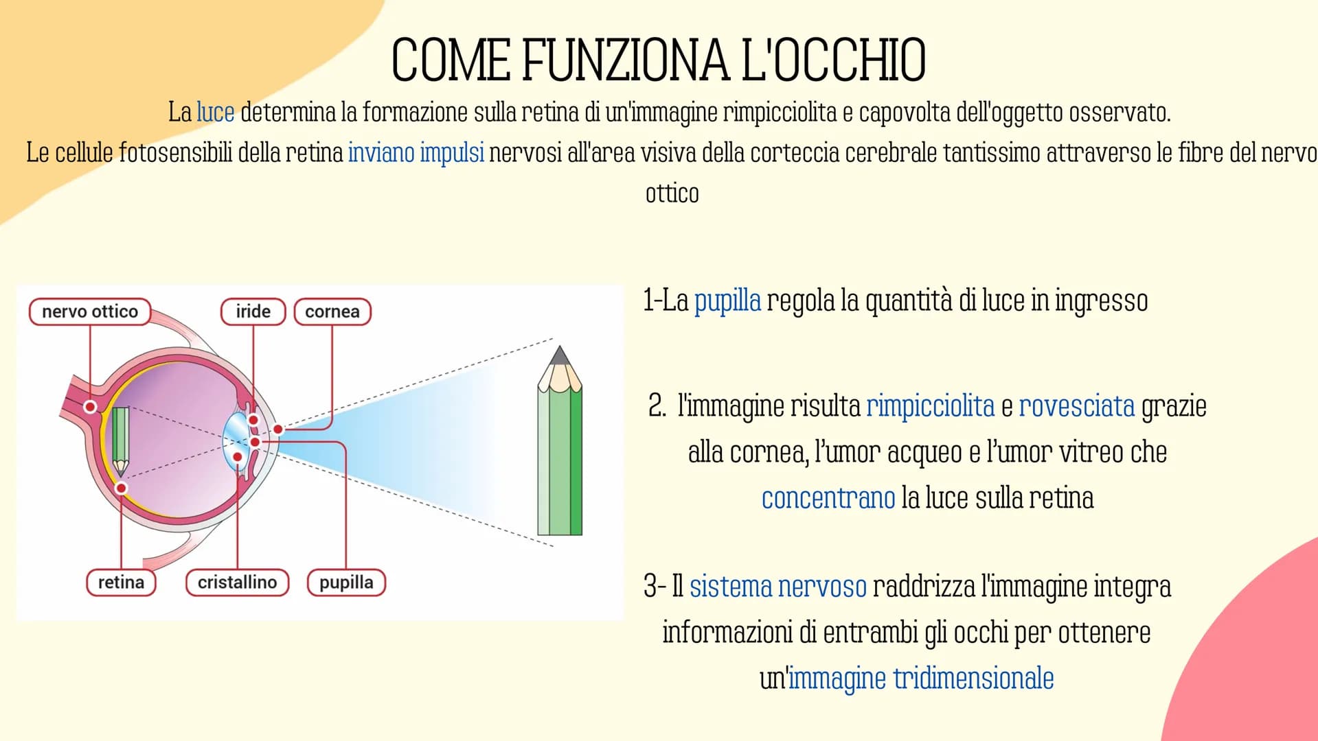 Ⓡ
GLI ORGANI
DI
SENSO
元 VISTA
OLFATTO
INDICE
INTRODUZIONE
GUSTO
L'UDITO
TATTO RECETTORI E ORGANI DI SENSO
Il nostro corpo è dotato di cellul