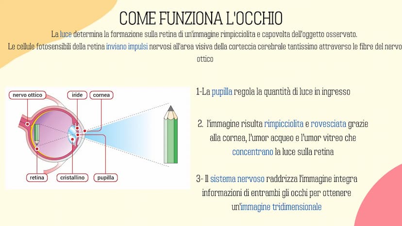 Ⓡ
GLI ORGANI
DI
SENSO
元 VISTA
OLFATTO
INDICE
INTRODUZIONE
GUSTO
L'UDITO
TATTO RECETTORI E ORGANI DI SENSO
Il nostro corpo è dotato di cellul