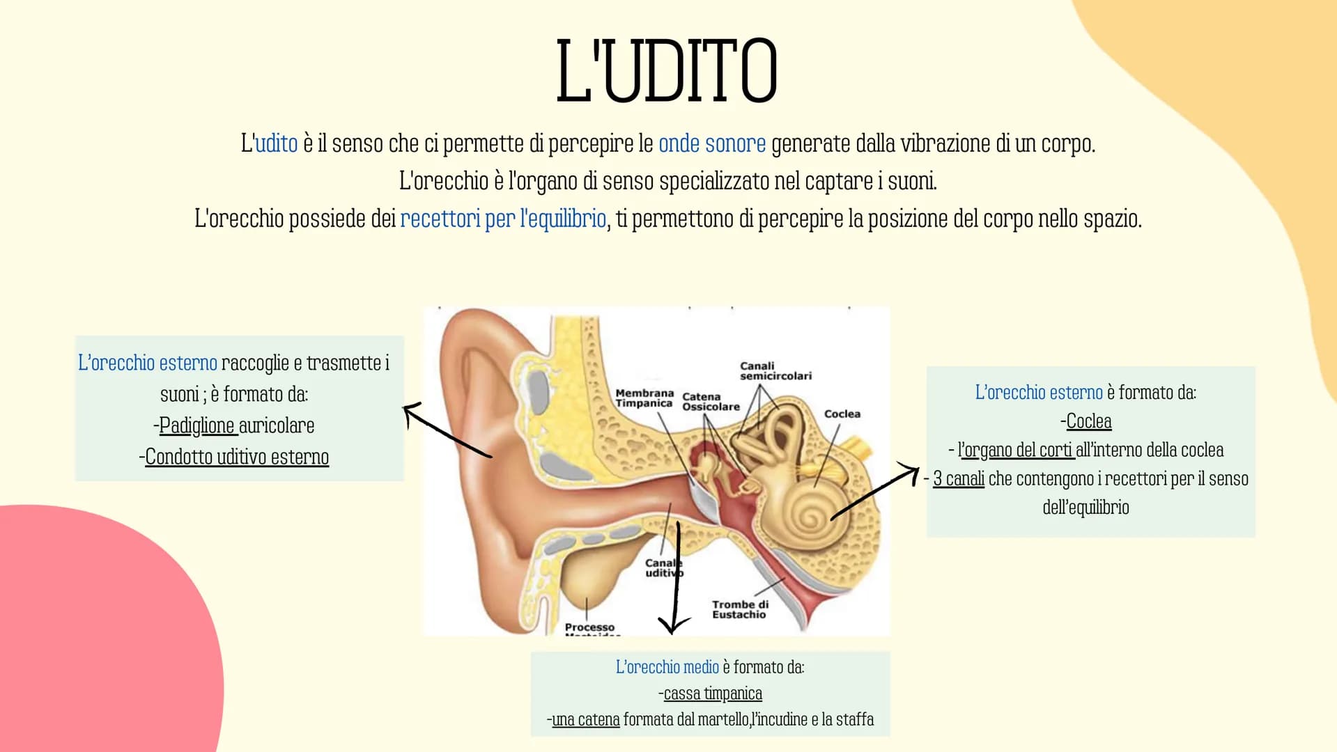 Ⓡ
GLI ORGANI
DI
SENSO
元 VISTA
OLFATTO
INDICE
INTRODUZIONE
GUSTO
L'UDITO
TATTO RECETTORI E ORGANI DI SENSO
Il nostro corpo è dotato di cellul