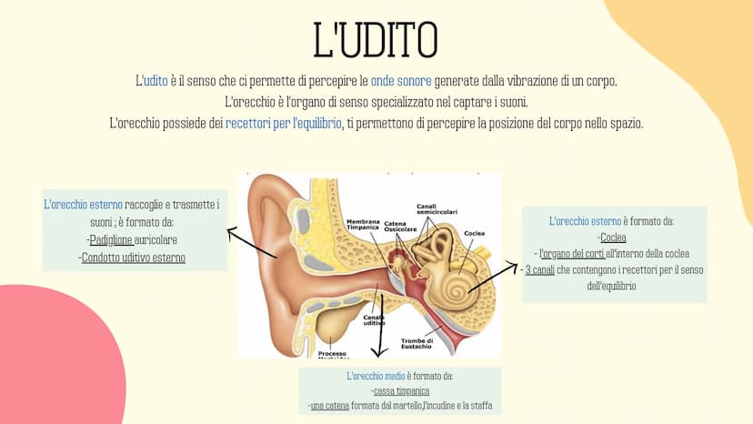 Ⓡ
GLI ORGANI
DI
SENSO
元 VISTA
OLFATTO
INDICE
INTRODUZIONE
GUSTO
L'UDITO
TATTO RECETTORI E ORGANI DI SENSO
Il nostro corpo è dotato di cellul