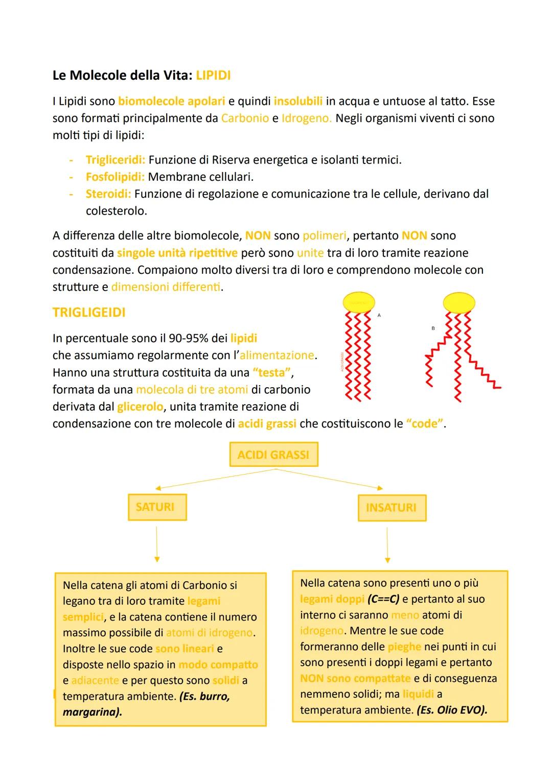 Le Molecole della Vita: L'ACQUA
L'Acqua è la sostanza presente in maggiore quantità sul pianeta Terra e nel corpo
degli esseri viventi, anim