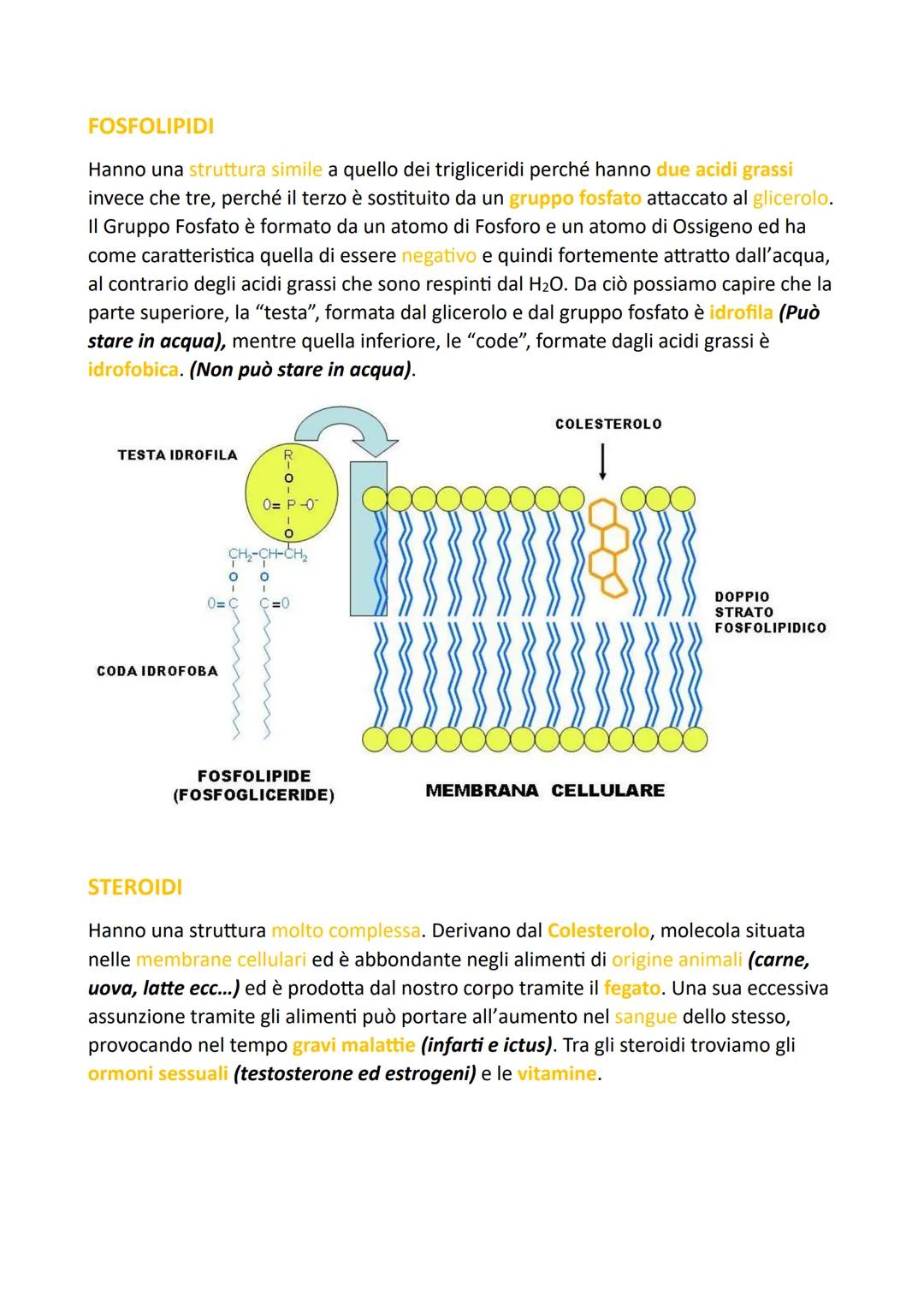 Le Molecole della Vita: L'ACQUA
L'Acqua è la sostanza presente in maggiore quantità sul pianeta Terra e nel corpo
degli esseri viventi, anim