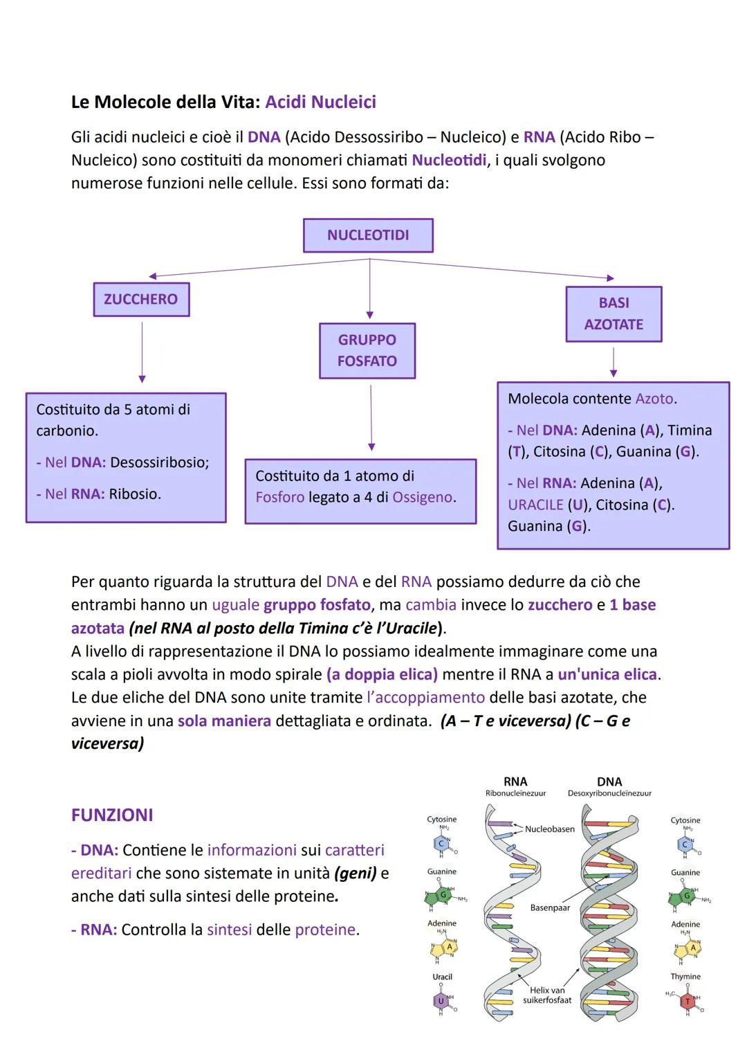 Le Molecole della Vita: L'ACQUA
L'Acqua è la sostanza presente in maggiore quantità sul pianeta Terra e nel corpo
degli esseri viventi, anim