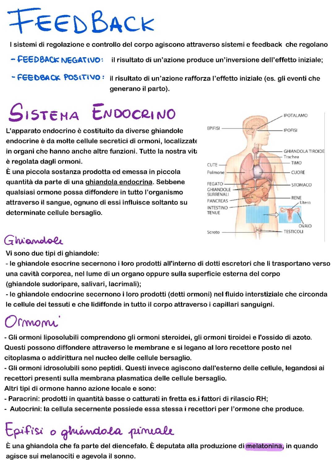 sistema endocrino