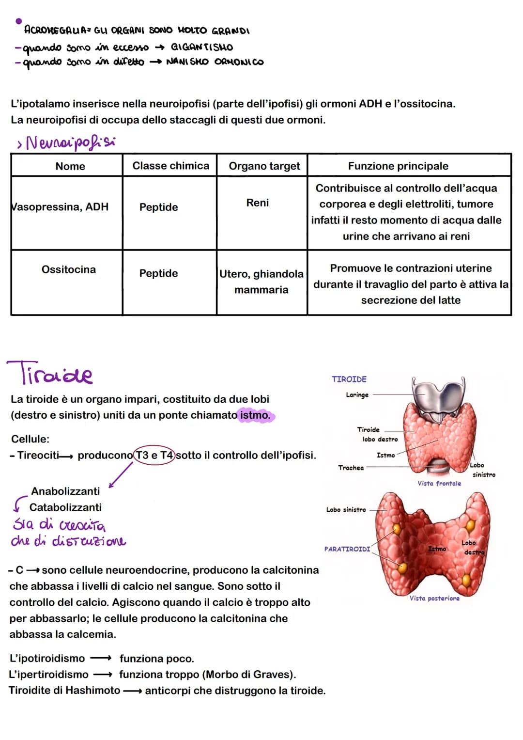 FEEDBACK
I sistemi di regolazione e controllo del corpo agiscono attraverso sistemi e feedback che regolano
-FEEDBACK NEGATIVO: il risultato