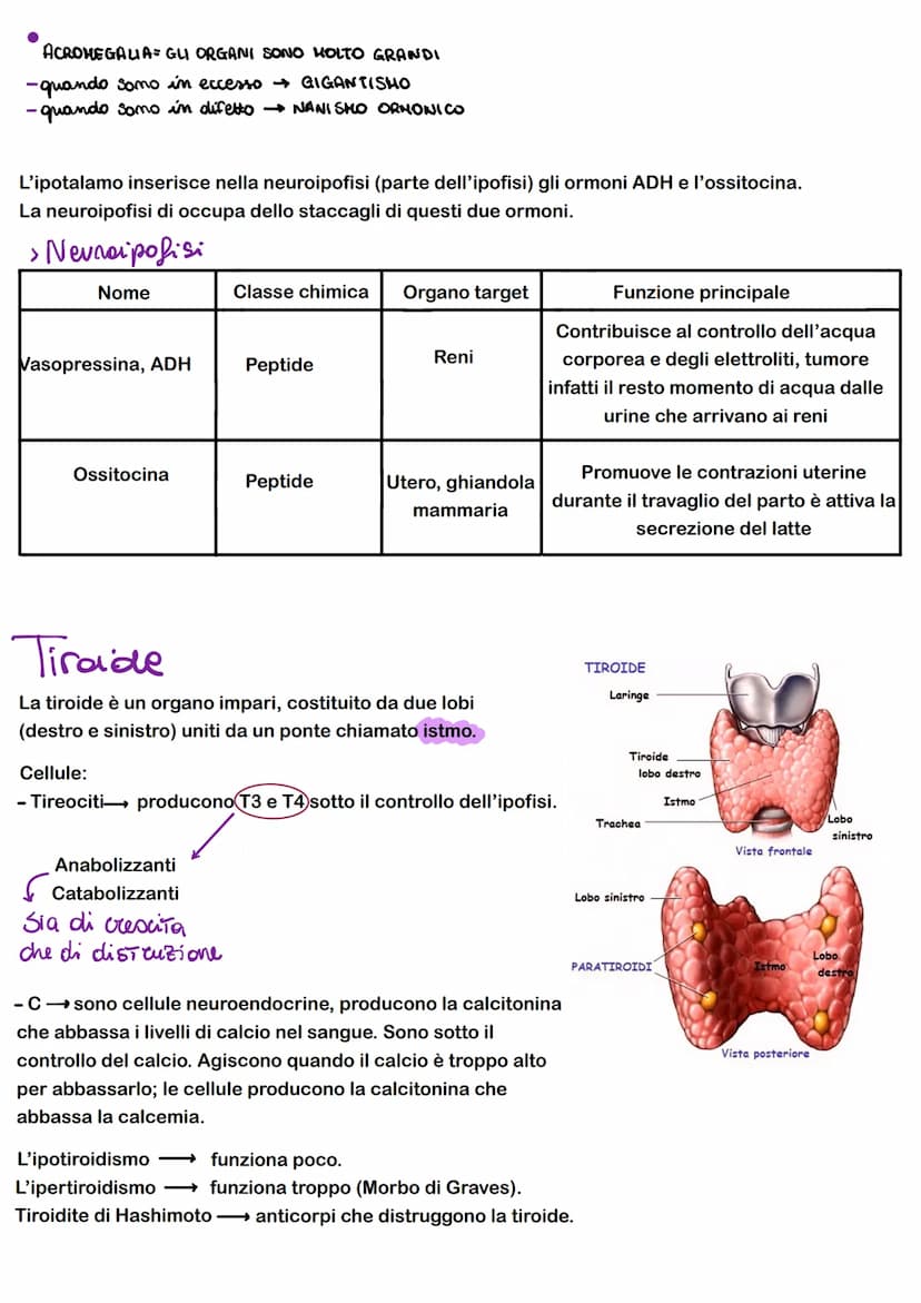 FEEDBACK
I sistemi di regolazione e controllo del corpo agiscono attraverso sistemi e feedback che regolano
-FEEDBACK NEGATIVO: il risultato