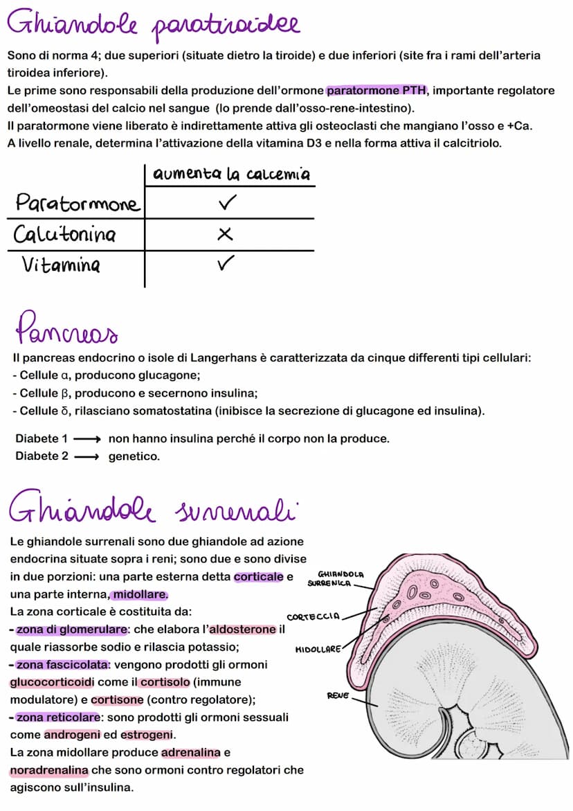 FEEDBACK
I sistemi di regolazione e controllo del corpo agiscono attraverso sistemi e feedback che regolano
-FEEDBACK NEGATIVO: il risultato