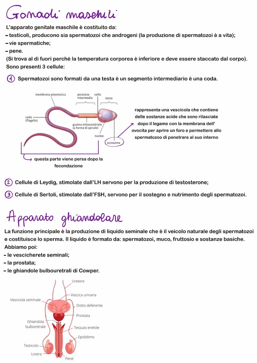FEEDBACK
I sistemi di regolazione e controllo del corpo agiscono attraverso sistemi e feedback che regolano
-FEEDBACK NEGATIVO: il risultato
