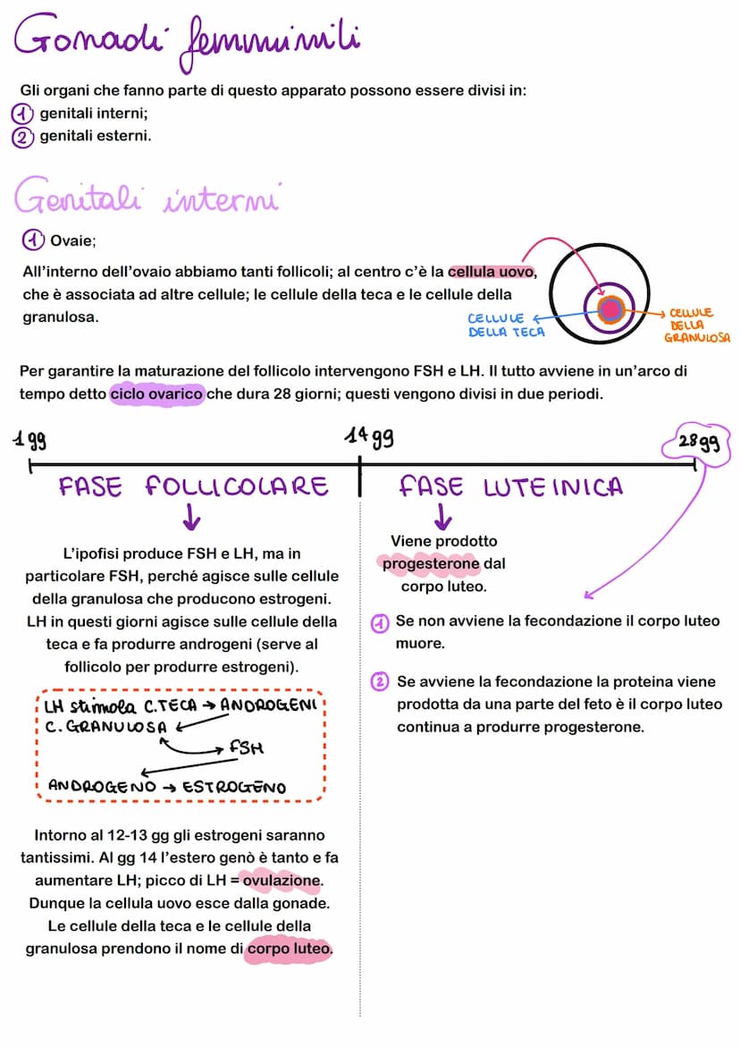 FEEDBACK
I sistemi di regolazione e controllo del corpo agiscono attraverso sistemi e feedback che regolano
-FEEDBACK NEGATIVO: il risultato