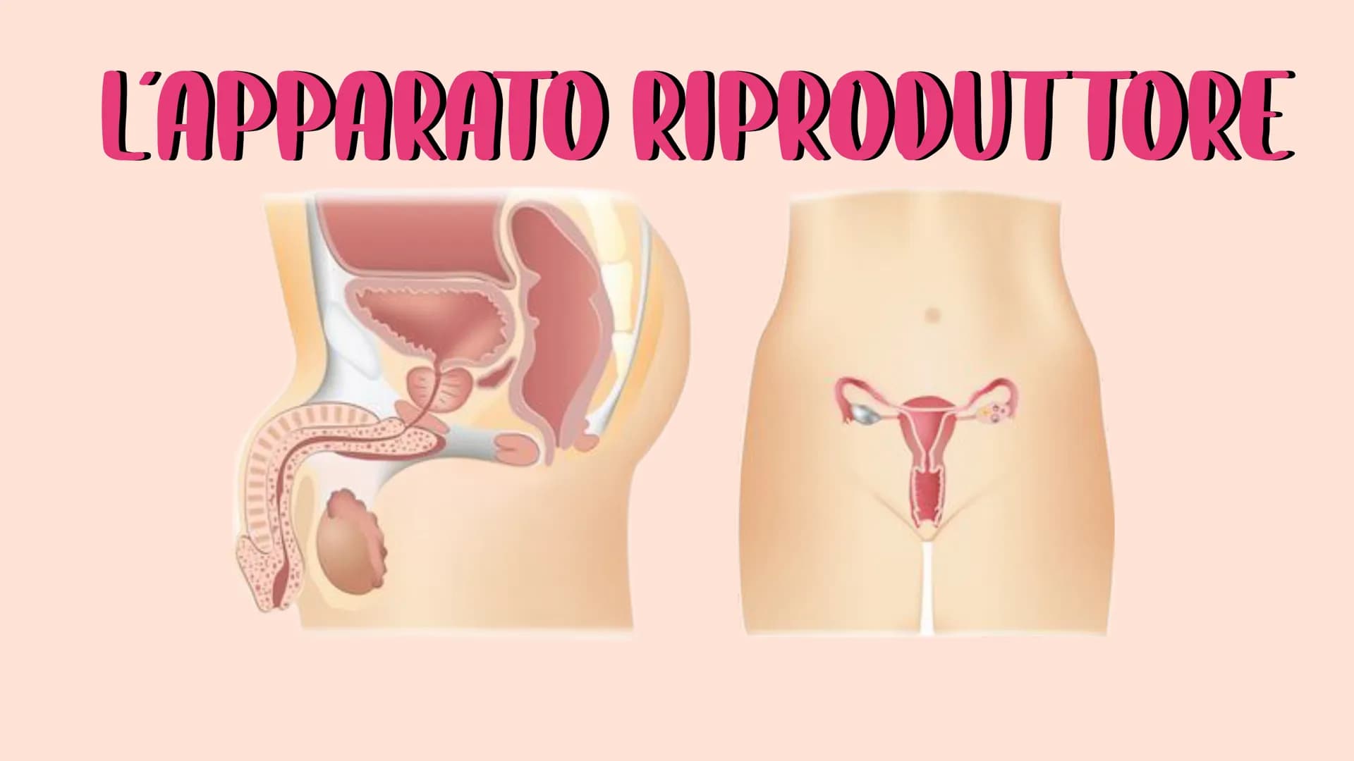 L'APPARATO RIPRODUTTORE L'APPARATO RIPRODUTTORE MASCHILE
L'apparato riproduttore (o genitale) maschile ha due
funzioni:
→ Produrre i gameti 