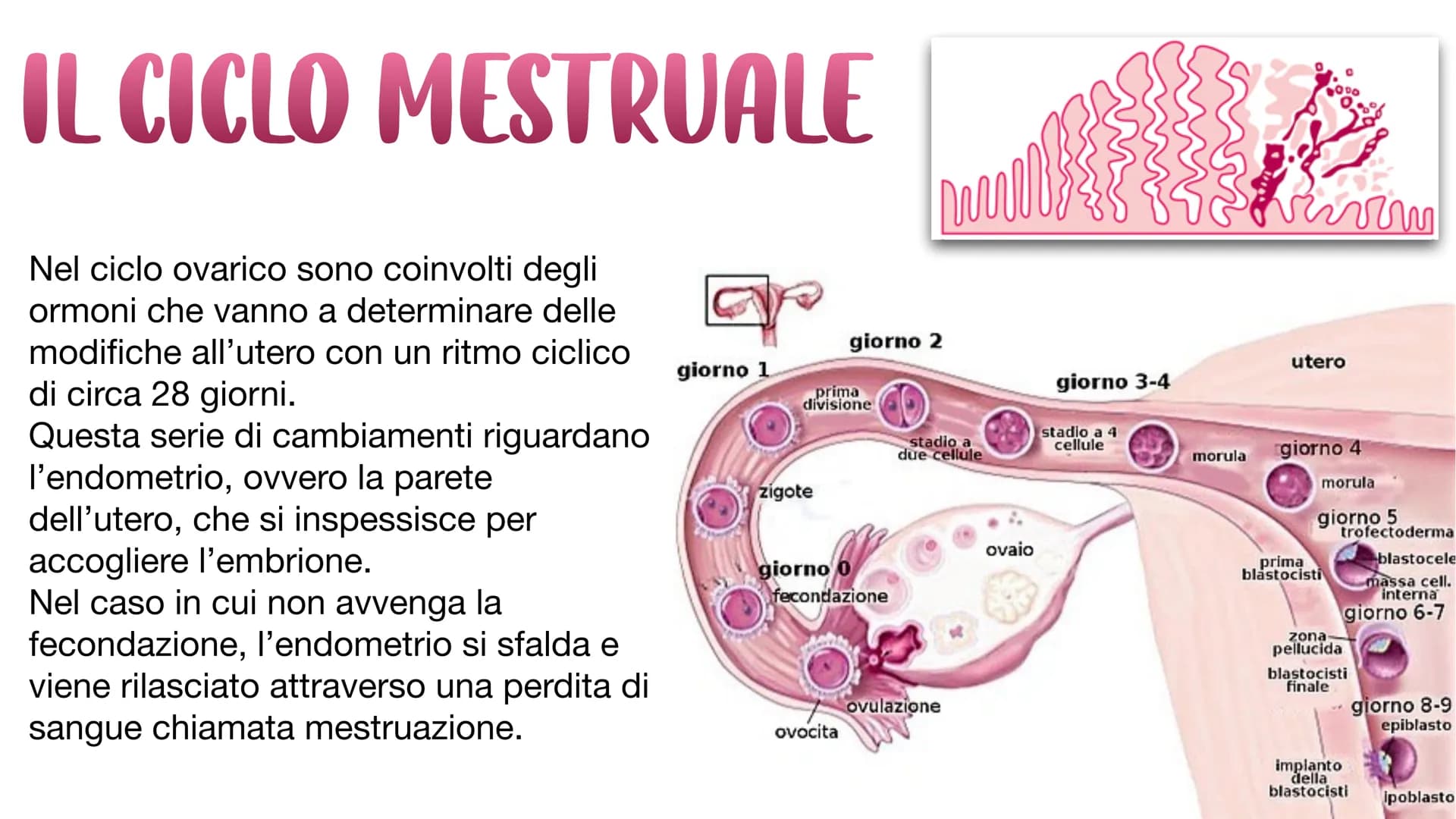 L'APPARATO RIPRODUTTORE L'APPARATO RIPRODUTTORE MASCHILE
L'apparato riproduttore (o genitale) maschile ha due
funzioni:
→ Produrre i gameti 