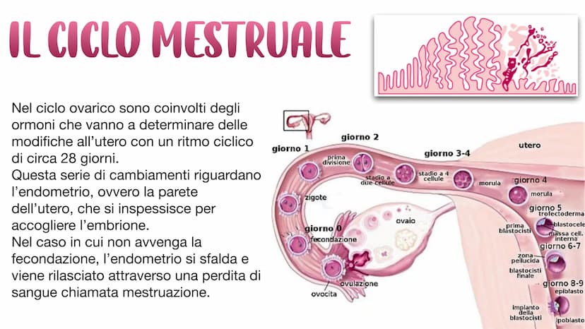 L'APPARATO RIPRODUTTORE L'APPARATO RIPRODUTTORE MASCHILE
L'apparato riproduttore (o genitale) maschile ha due
funzioni:
→ Produrre i gameti 