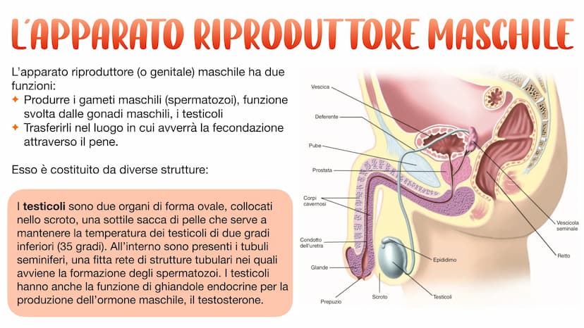 L'APPARATO RIPRODUTTORE L'APPARATO RIPRODUTTORE MASCHILE
L'apparato riproduttore (o genitale) maschile ha due
funzioni:
→ Produrre i gameti 