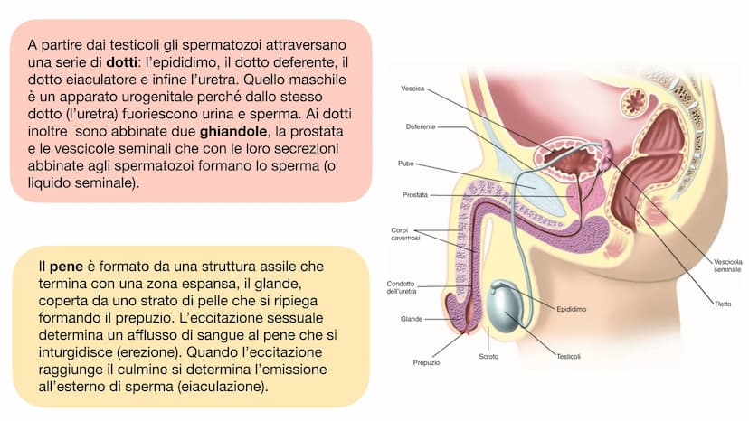 L'APPARATO RIPRODUTTORE L'APPARATO RIPRODUTTORE MASCHILE
L'apparato riproduttore (o genitale) maschile ha due
funzioni:
→ Produrre i gameti 