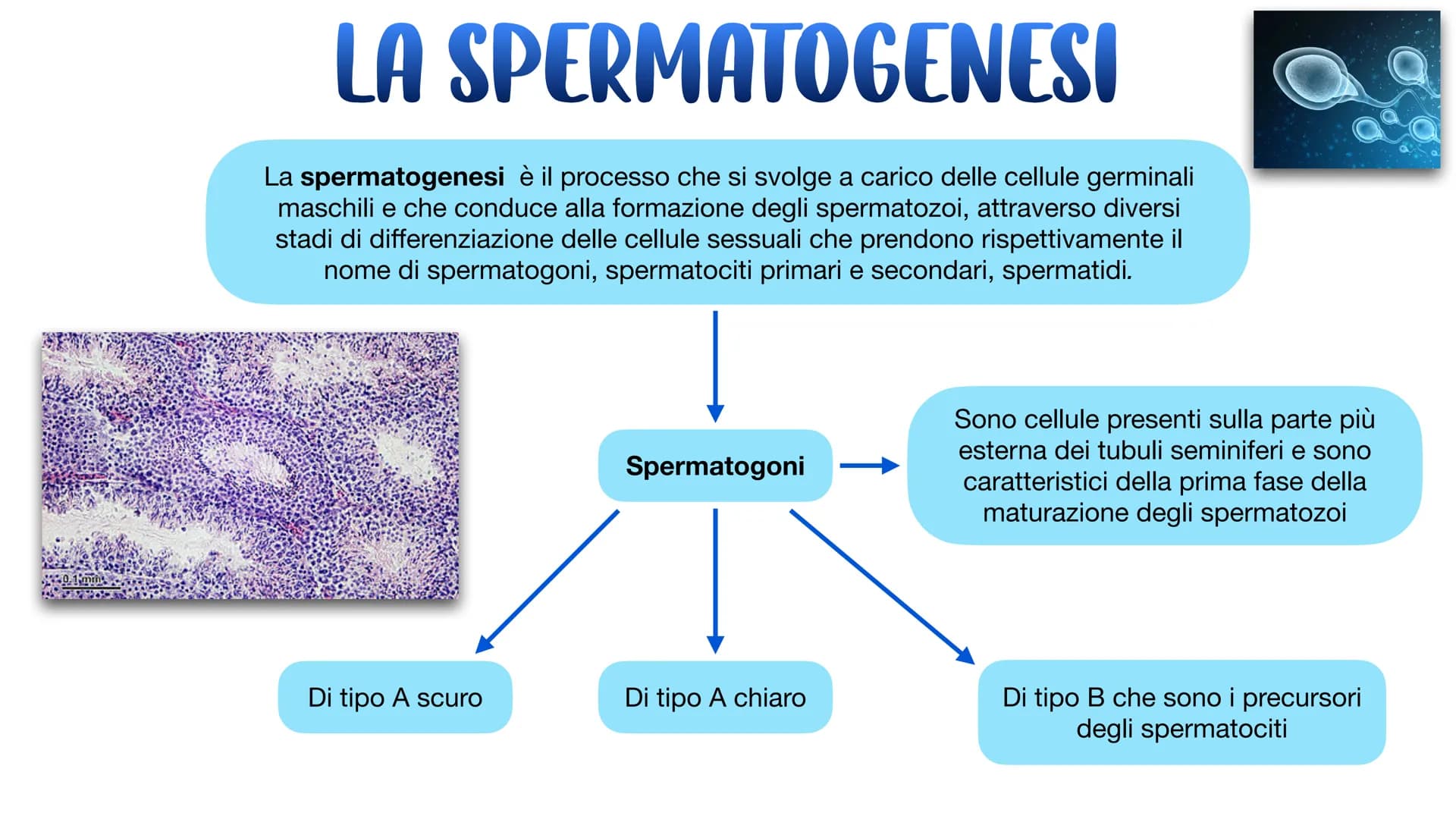 L'APPARATO RIPRODUTTORE L'APPARATO RIPRODUTTORE MASCHILE
L'apparato riproduttore (o genitale) maschile ha due
funzioni:
→ Produrre i gameti 