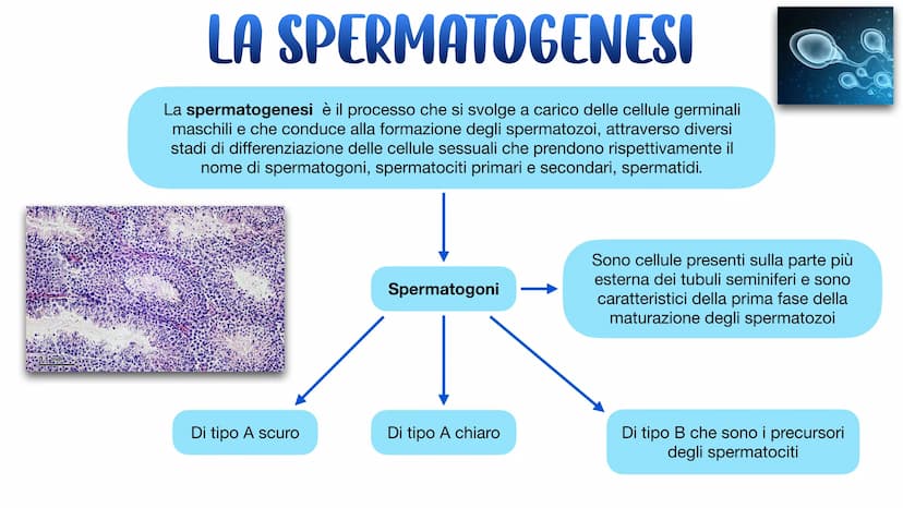 L'APPARATO RIPRODUTTORE L'APPARATO RIPRODUTTORE MASCHILE
L'apparato riproduttore (o genitale) maschile ha due
funzioni:
→ Produrre i gameti 