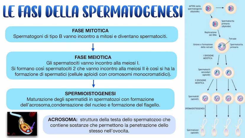 L'APPARATO RIPRODUTTORE L'APPARATO RIPRODUTTORE MASCHILE
L'apparato riproduttore (o genitale) maschile ha due
funzioni:
→ Produrre i gameti 