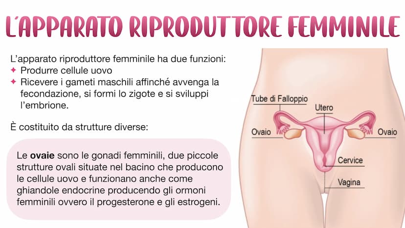 L'APPARATO RIPRODUTTORE L'APPARATO RIPRODUTTORE MASCHILE
L'apparato riproduttore (o genitale) maschile ha due
funzioni:
→ Produrre i gameti 
