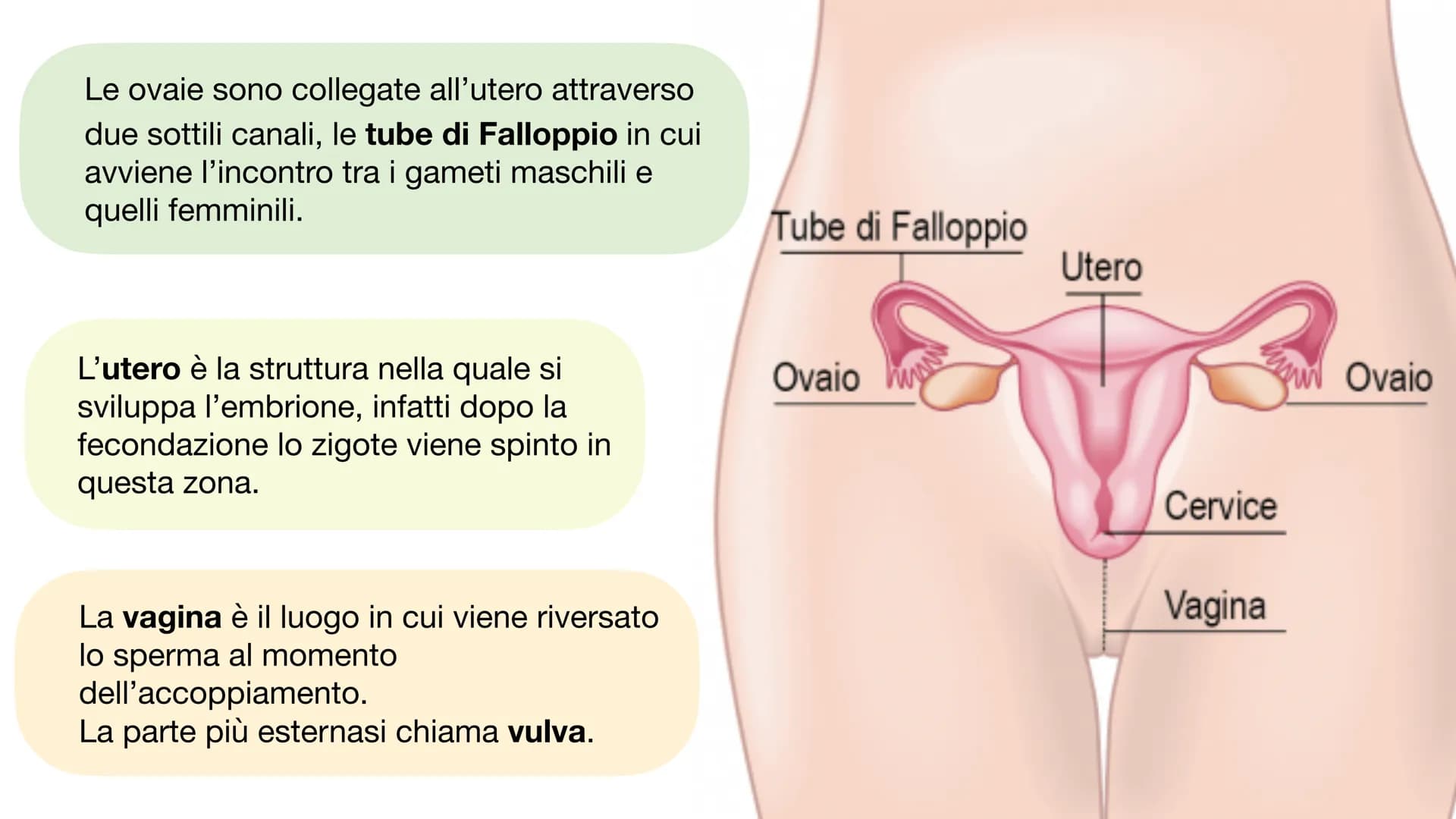 L'APPARATO RIPRODUTTORE L'APPARATO RIPRODUTTORE MASCHILE
L'apparato riproduttore (o genitale) maschile ha due
funzioni:
→ Produrre i gameti 
